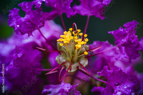 Macro photography of the yellow stamens of a purple or violet flower called crape myrtle  Lagerstroemia indica . 