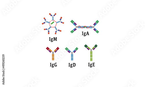 Antibodies [immunoglobulins]