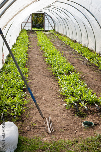 Rows of cilantro protected inside of a high tunnel covered with plastic. 