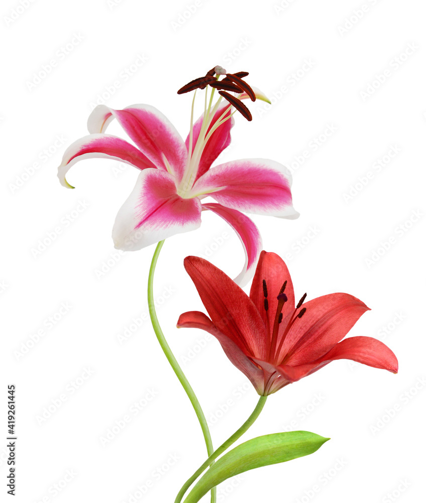 Naklejka premium Beautiful Lily flower isolate on white 