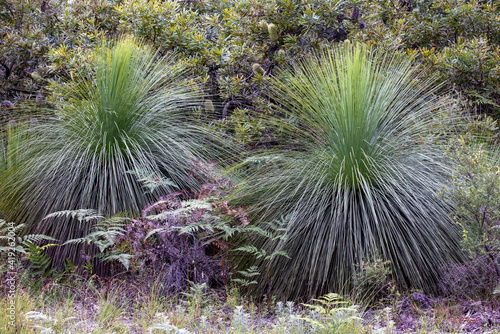 Australian Grass Trees in bushland