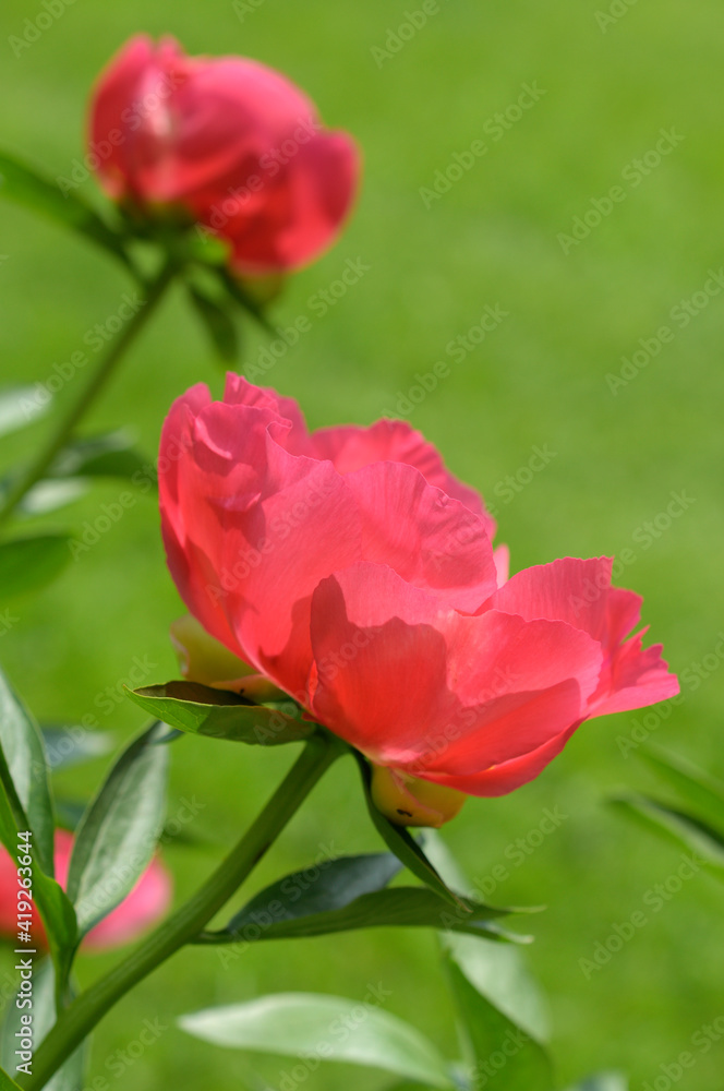 Fototapeta premium pink peony