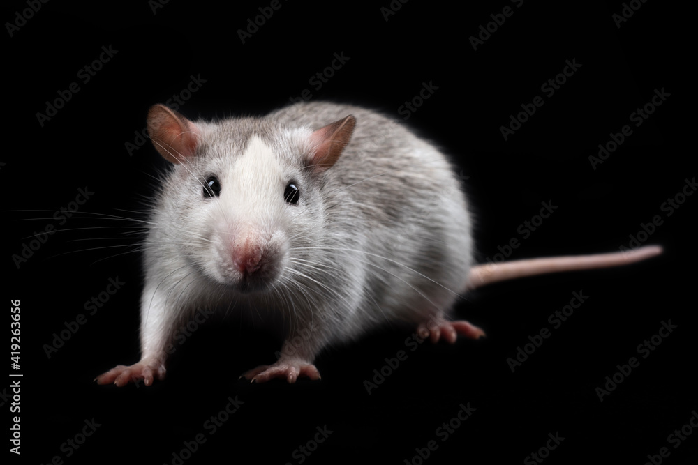 Gray rat isolated on black background. Rodent pet. Domesticated rat full length close up. The rat with long tail is looking at the camera Gray rat isolated on black background. Rodent pet. Domesticated rat full length close up. The rat with long tail is looking at the camera