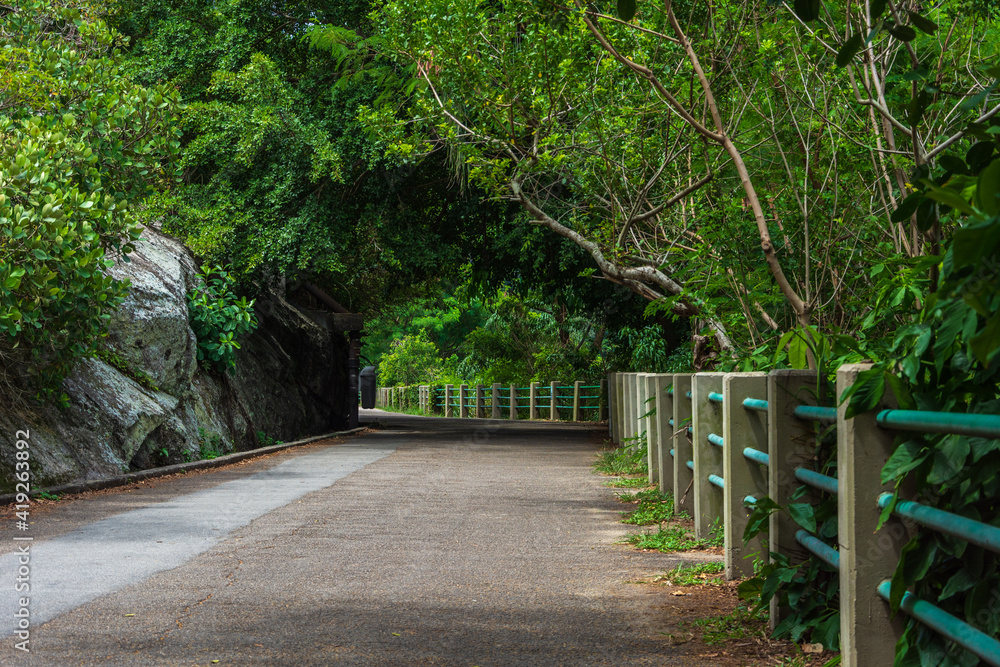 Walkway Lane Path With Green Trees in Forest Walkway Lane Path With Green Trees in Forest