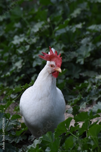 White leghorn hen