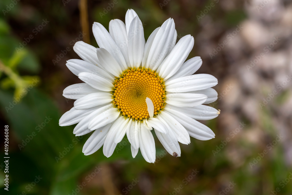 Fototapeta premium The daisy grows on the flower bed close-up