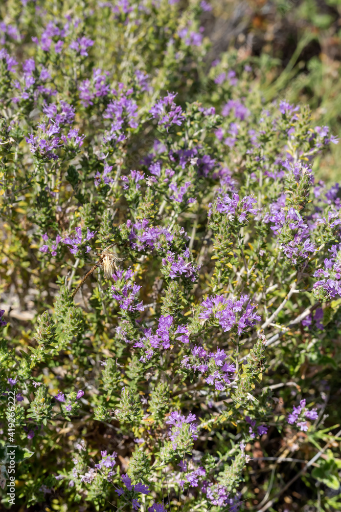Naklejka premium The medicinal, wild plant (Satureja montan) close-up
