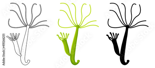 Set of Freshwater hydra in silhouette and doodle on white background