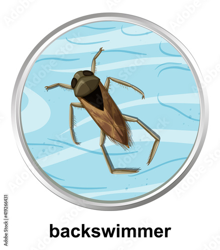 Top view of backswimmer on the water photo
