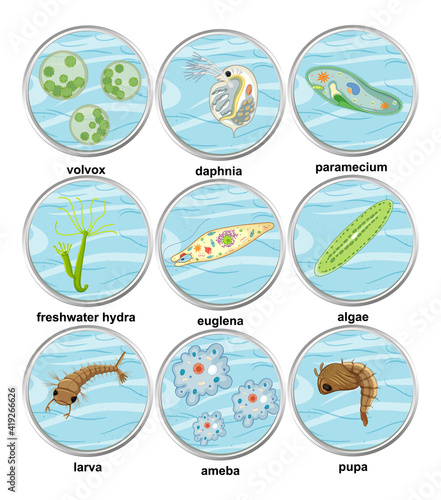 Set of different types of unicellular organisms