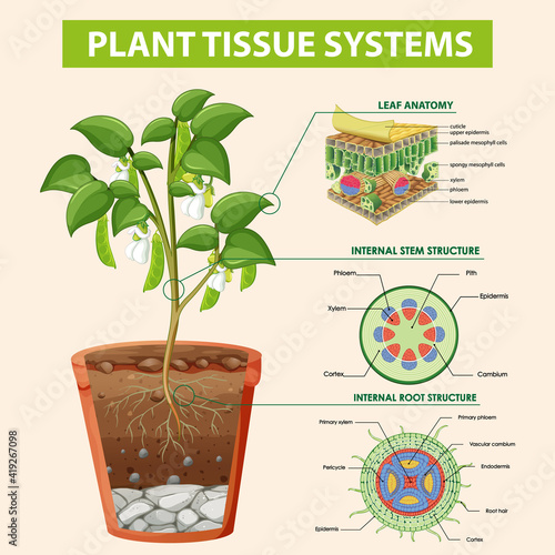 Diagram showing Plant Tissue Systems