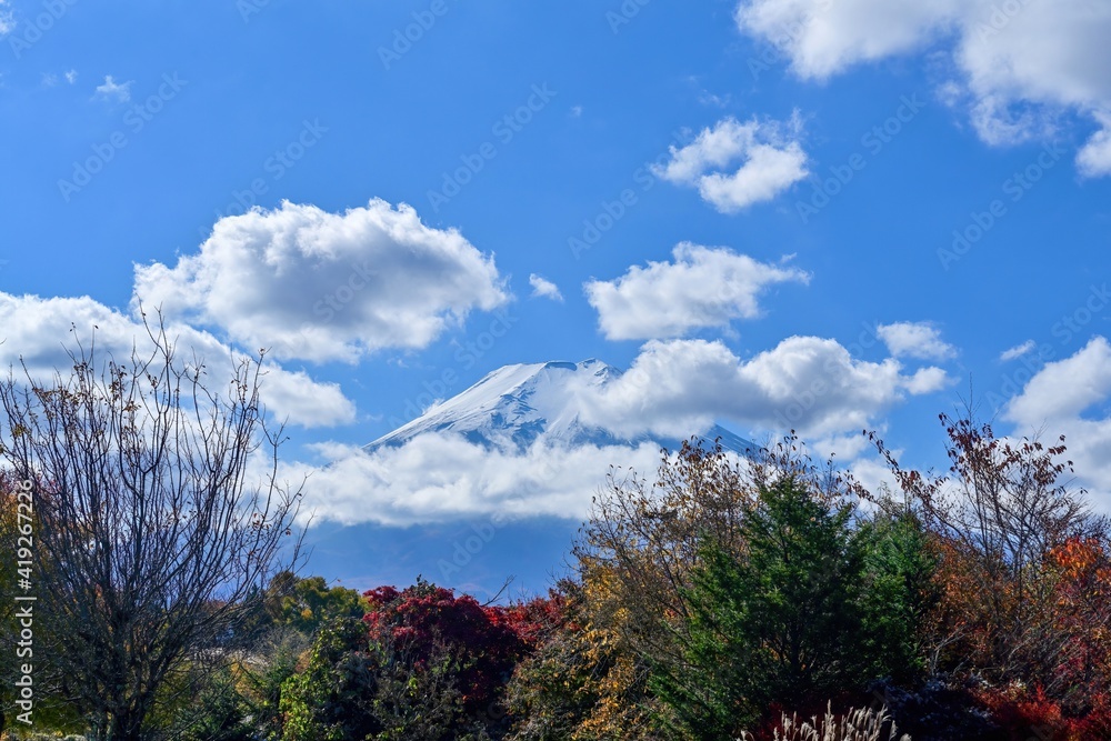 青空バックの富士山と紅葉のコラボ情景@山中湖、山梨 青空バックの富士山と紅葉のコラボ情景@山中湖、山梨