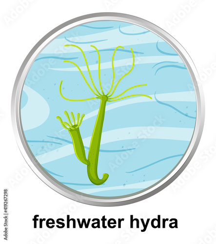 Anatomy structure of Freshwater Hydra on white background