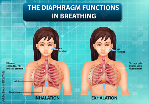 The diaphragm functions in breathing