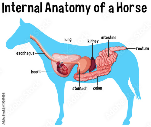 Internal Anatomy of a Horse with label
