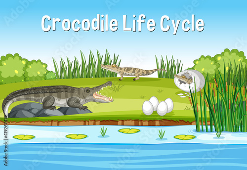 Scene with Crocodie Life Cycle