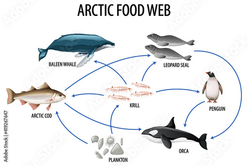 Education poster of biology for food webs diagram