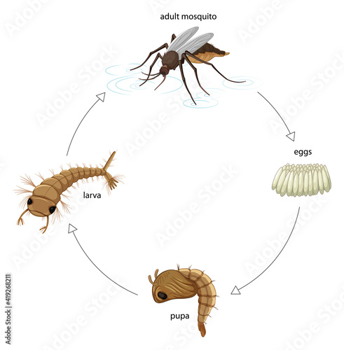 Diagram showing mosquito life cycle on white background