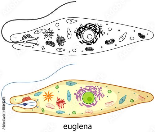 Euglena in colour and doodle on white background