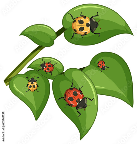 Top view of many ladybug on leaves