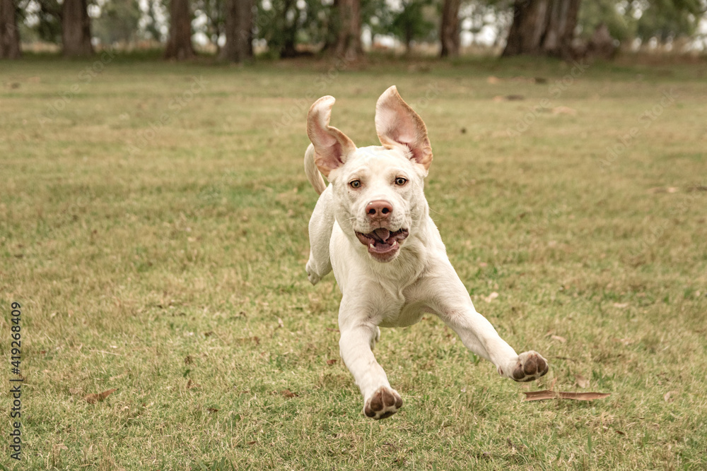 Labrador breed dog running in a rural environment