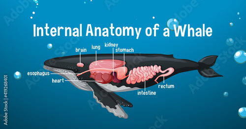 Internal Anatomy of a Whale with label