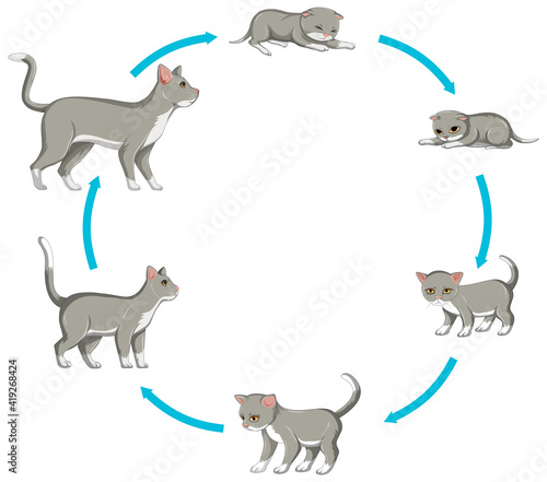 Cat growth stage set on white background