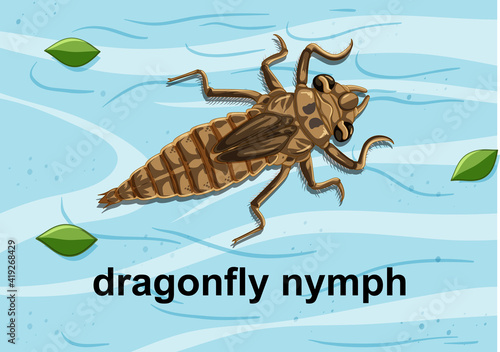 Top view of dragonfly nymph on the water