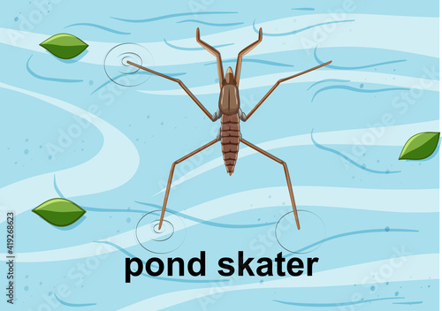 Top view of pond skater on the water