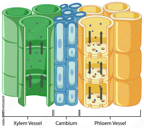 Diagram showing vascular tissue system in plants