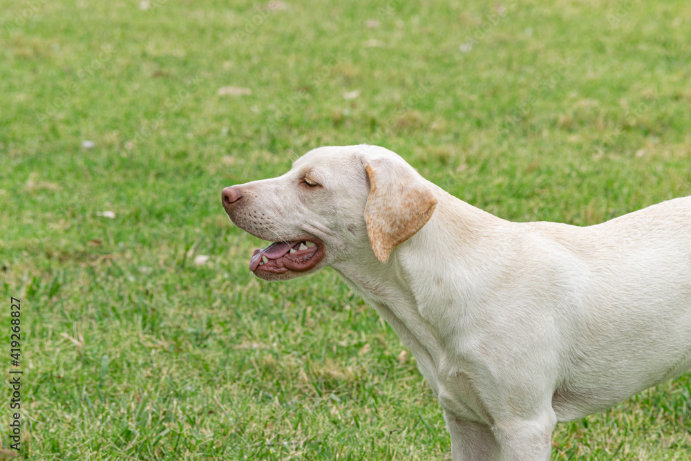 Labrador breed dog enjoying a rural environment