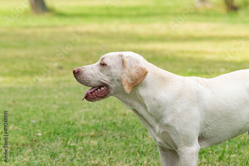 Labrador breed dog enjoying a rural environment