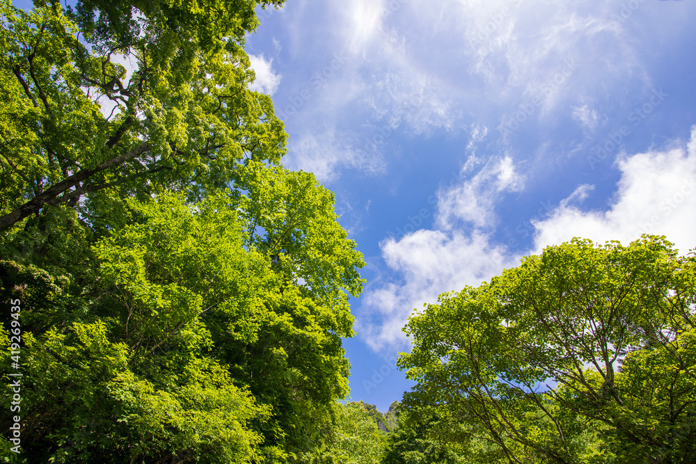 green leaves against blue sky