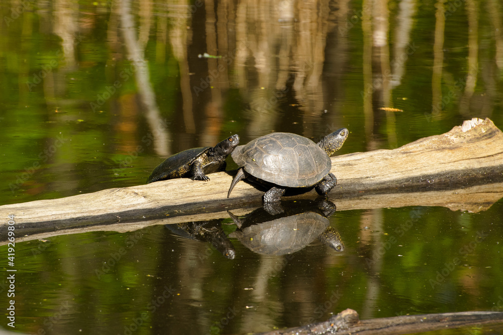 Obraz premium The family of marsh turtles warms in the sun, sits on a log.