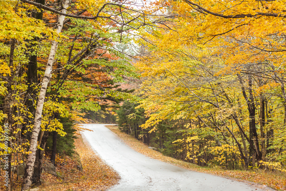 Obraz premium USA, Maine, Mt. Desert Island. Acadia National Park road.