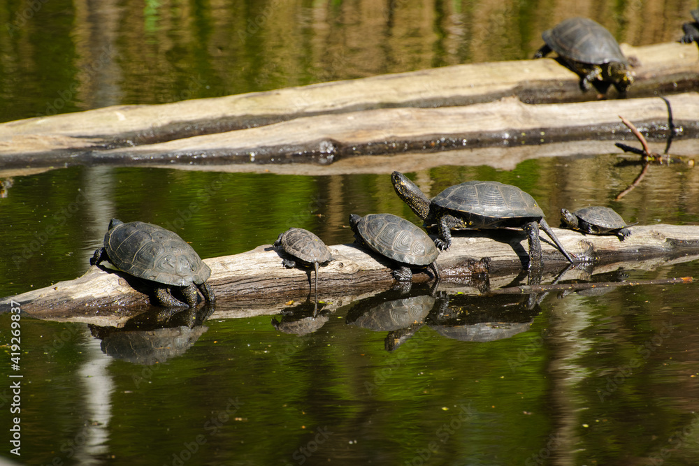 The family of marsh turtles warms in the sun, sits on a log. The family of marsh turtles warms in the sun, sits on a log.