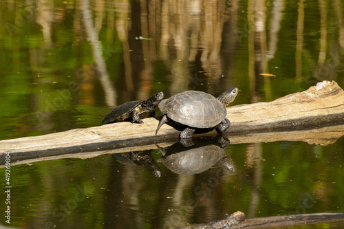 The family of marsh turtles warms in the sun, sits on a log.