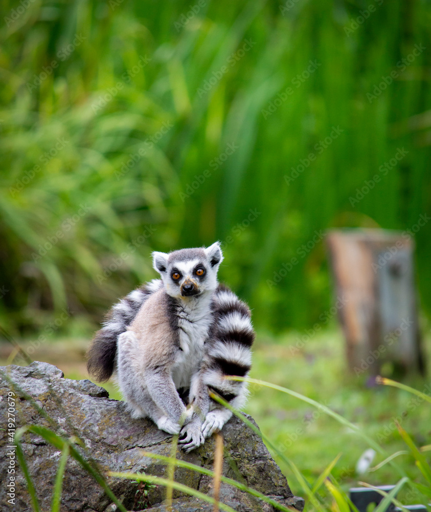 Cute fluffy ring-tailed lemur in the zoo. Cute fluffy ring-tailed lemur in the zoo.