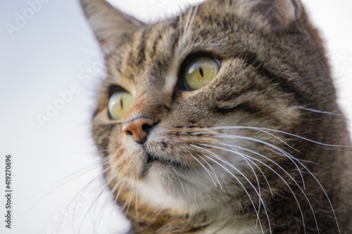 Fototapeta Naklejka Na Ścianę i Meble -  Cat portrait. 