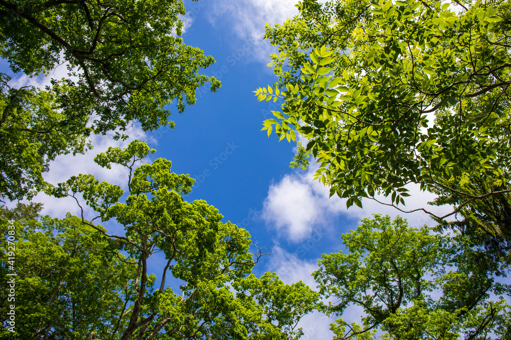 Fototapeta premium green leaves against blue sky