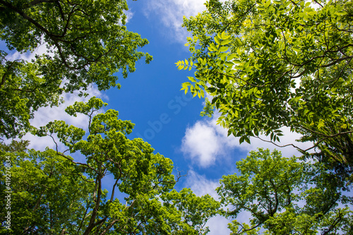 green leaves against blue sky