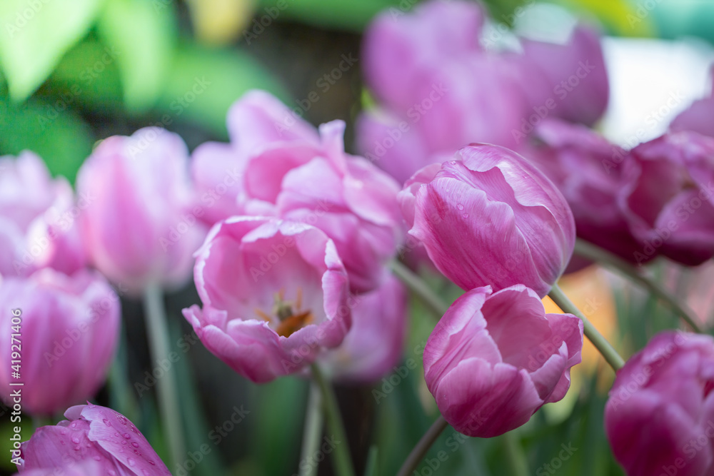 Beautiful bouquet of tulips. colorful tulips. nature background Beautiful bouquet of tulips. colorful tulips. nature background