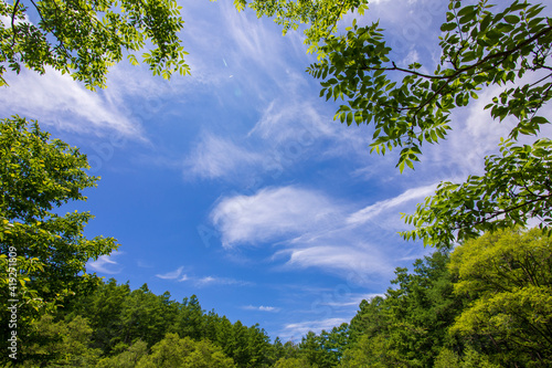 trees in the sky