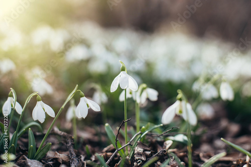 Beautiful field of spring flowers, snowdrops, on sunlight, in bloom © Galina