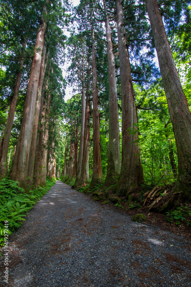 Obraz premium path in the forest