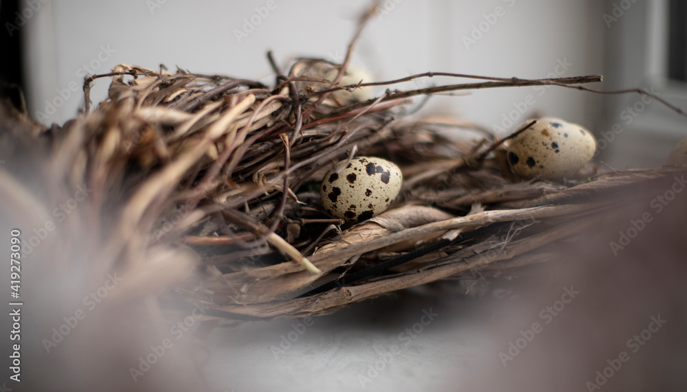 Quail eggs on the branches of a tree Quail eggs on the branches of a tree
