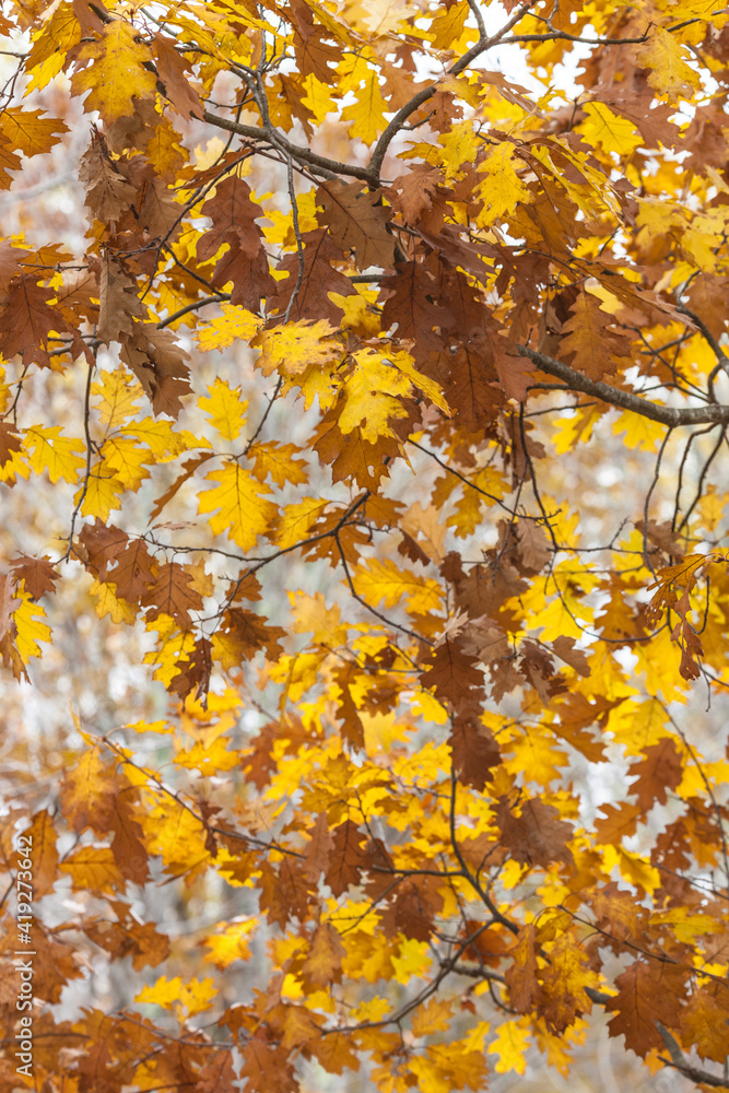 USA, Maine, Mt. Desert Island. Acadia National Park autumn foliage.