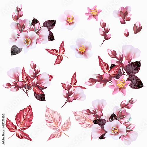 Fototapeta Naklejka Na Ścianę i Meble -  Collection of vector realistic cherry pink flowers