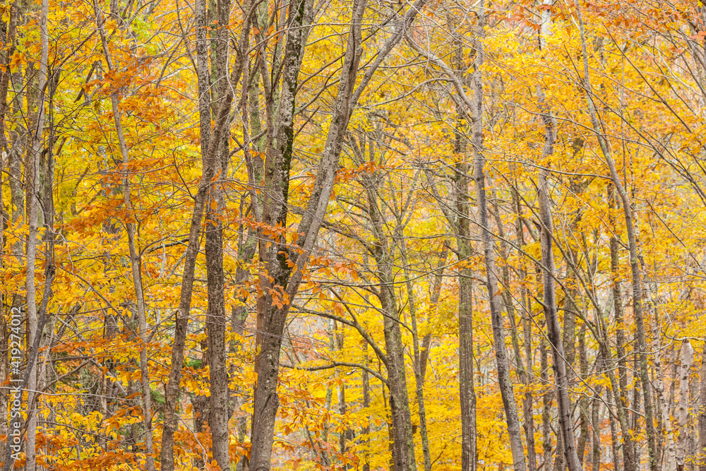 USA, Maine, Mt. Desert Island. Acadia National Park autumn foliage.