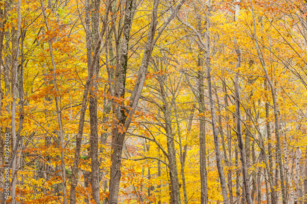USA, Maine, Mt. Desert Island. Acadia National Park autumn foliage. USA, Maine, Mt. Desert Island. Acadia National Park autumn foliage.